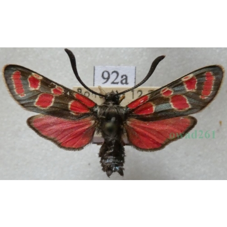 Zygaena carniolica (Scopoli, 1763) Kraśnik rzęsinowiec Czech92a
